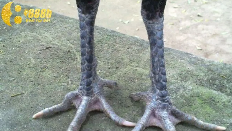 Cần có chế độ tập luyện hợp lý để chiến kê phát huy sức mạnh