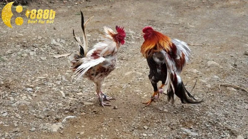 Chiến kê bất bại khi sở hữu đòn đá đâm hang cua