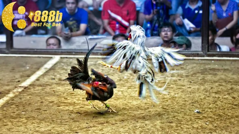 Đòn đá ngay hang cua của các chiến kê dũng mãnh