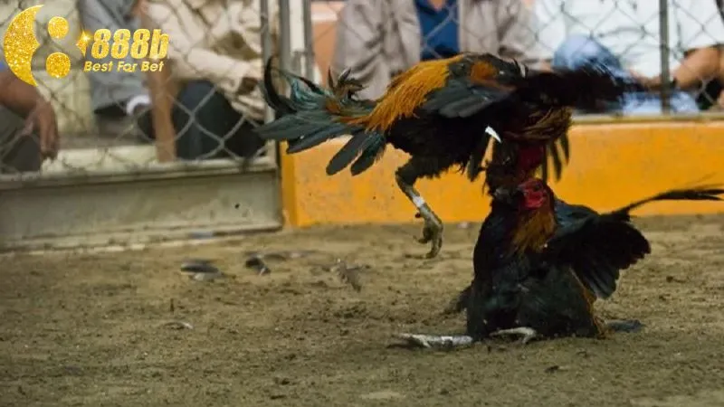 Gà chọi có vảy thới hoa đăng có khả năng tung đòn chuẩn xác