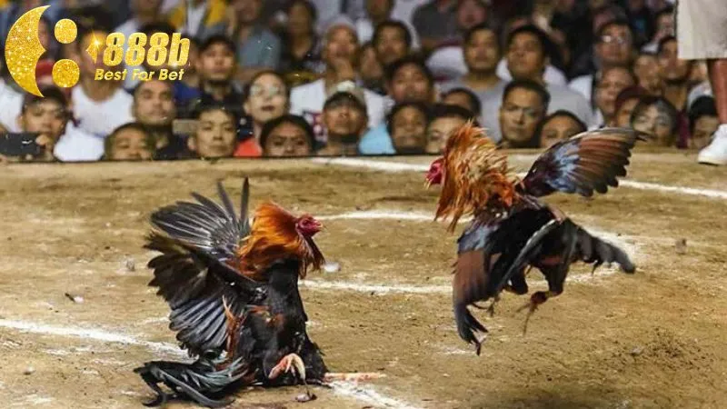 Những vị trí tử huyệt của đòn đá hang cua