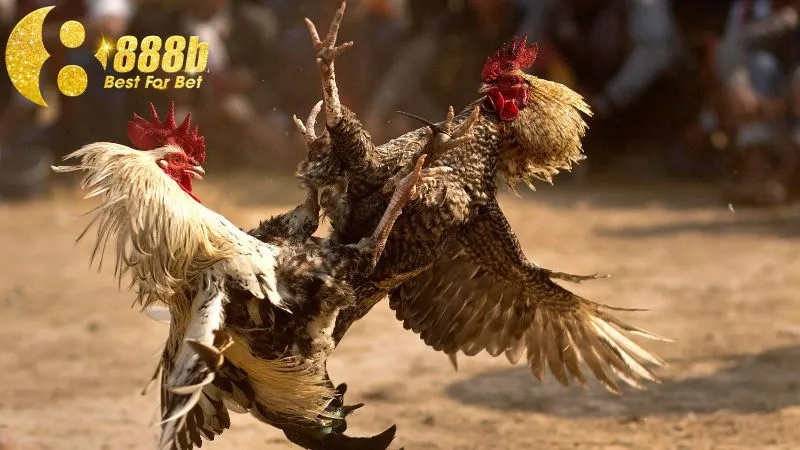 Sư kê cần có chế độ luyện tập hiệu quả cho gà chiến