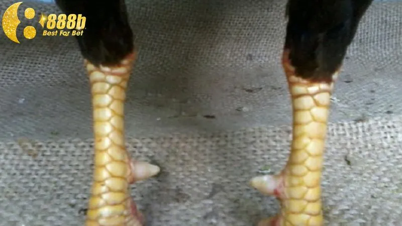 Sư kê cần nhận biết vảy thới hoa đăng để huấn luyện