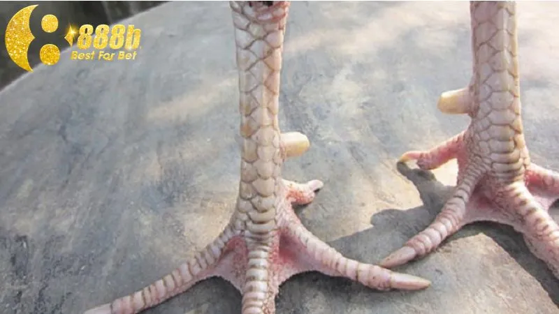 Vảy gà thới hoa đăng thường có ở các chiến kê dũng mãnh