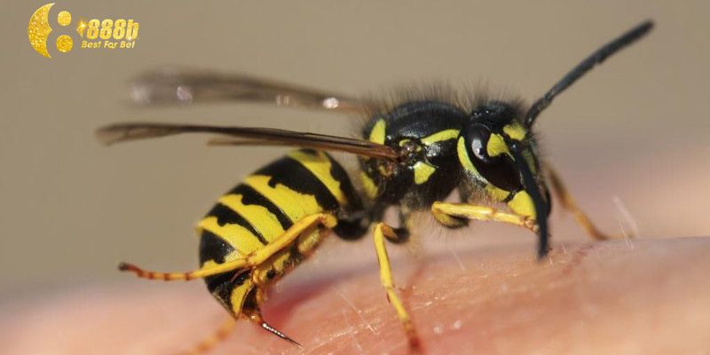 Giải mã giấc mơ bị ong bắp cày đốt và con số lô đề may mắn đi kèm