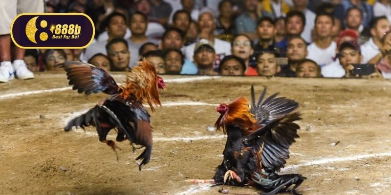 Đá gà độ lớn là cuộc đấu của kê hạng nặng