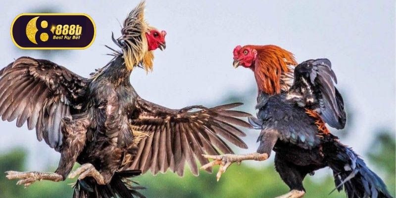 Đá gà độ lớn