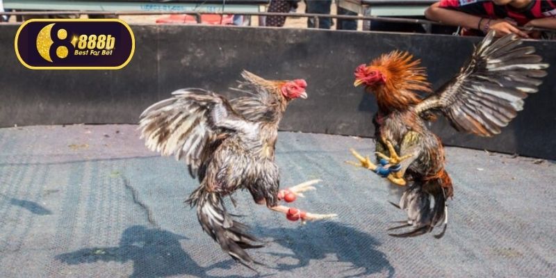 Dùng cựa sắt, chip để chiến kê thắng đối thủ