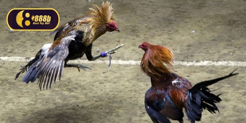 Gà cựa sắt có những màn chiến đấu kịch tính
