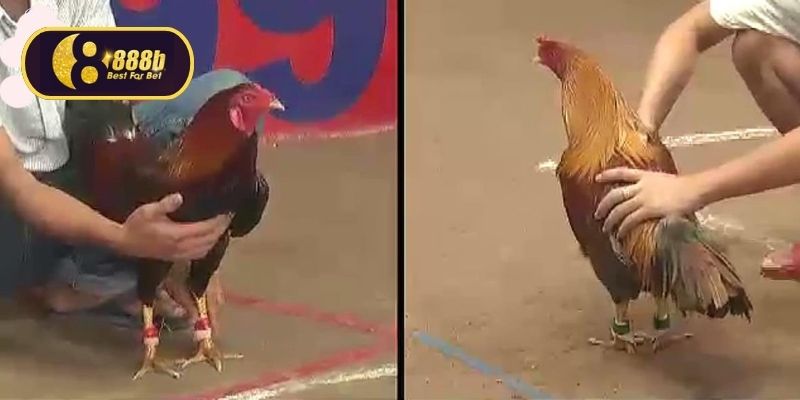 Wala, Meron những cửa cược trong đấu kê