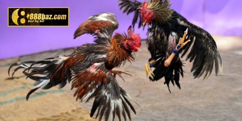 Luật chơi đá gà Thomo áp dụng cho hạng cân